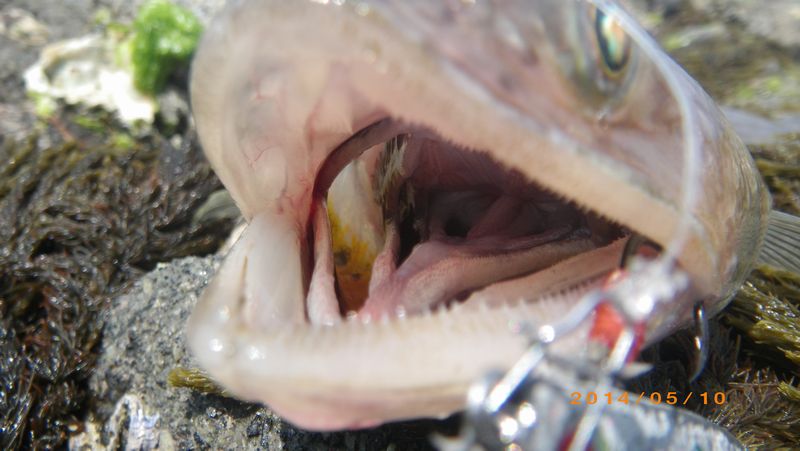 行くぜ 怪盗釣魚 Re Dive 狙って釣るエソ