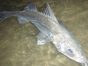 n3a3muanzwv2mmpj4czp-d2012267.jpg