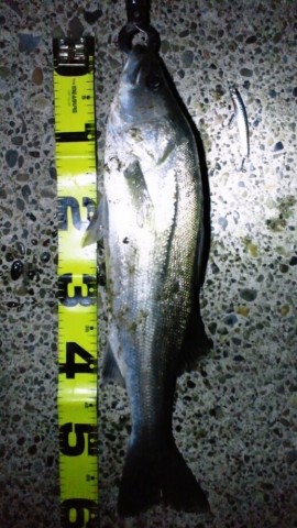 n45sbcc6gynumbexmezr_518_920-9916d4c1.jpg