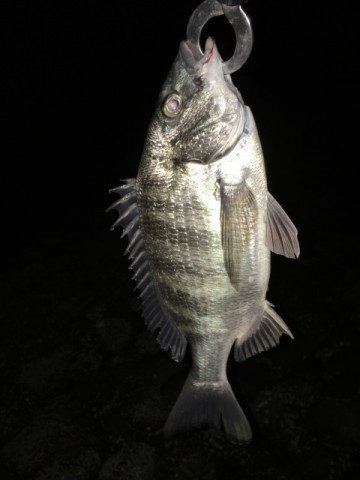 n4ex9gmwhbtty4cgi6pf_480_480-b26f1995.jpg