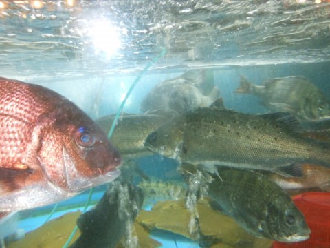 n55en3drkwxiphutauns_480_480-5206e5e3.jpg