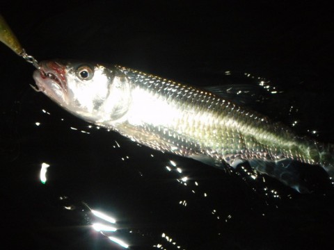 n55mdb5bcyivrtdm4rfn_480_480-94a6ecde.jpg