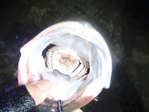 n56rpb8tnfnw33bmcnx6_640_480-f2b9e9de.jpg