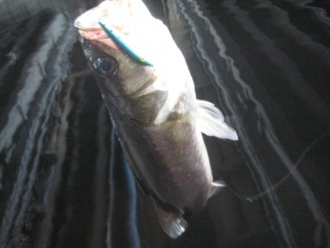 n5nz8bnxjn42kau2khr5_480_480-c65d33d1.jpg