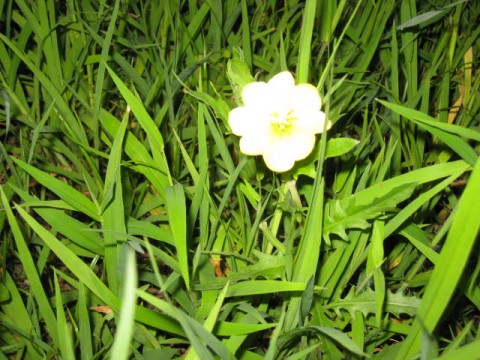 n6iybe4a4csjhorcpyoc_480_480-2796fb63.jpg