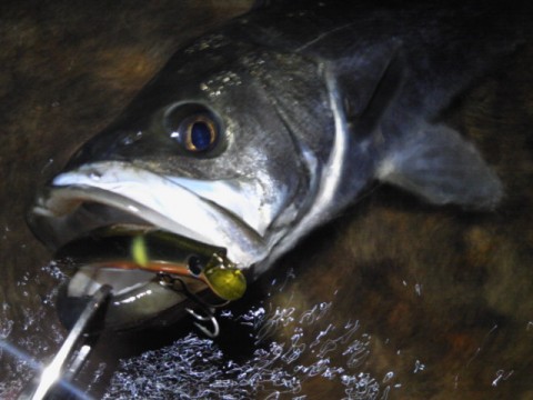 n7236kw7rjy6gpm46zzu_480_480-576e89a6.jpg