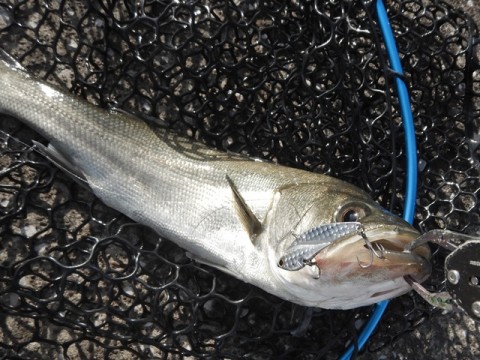 n72ichepmrkcjd656mrt_480_480-0476ac90.jpg
