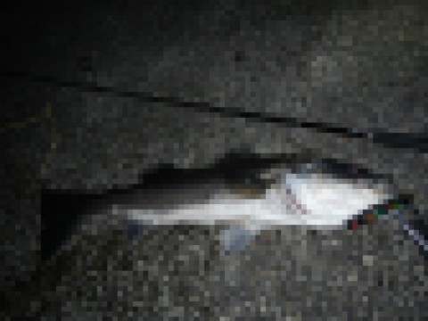 n72orosvu7j6tsugghyy_480_480-337381ff.jpg