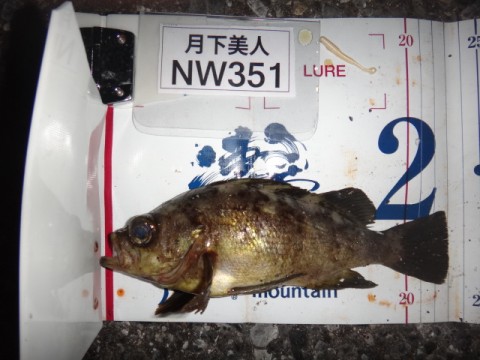 n79x8gkjtkpgtg9itbs6_480_480-53dfaffe.jpg