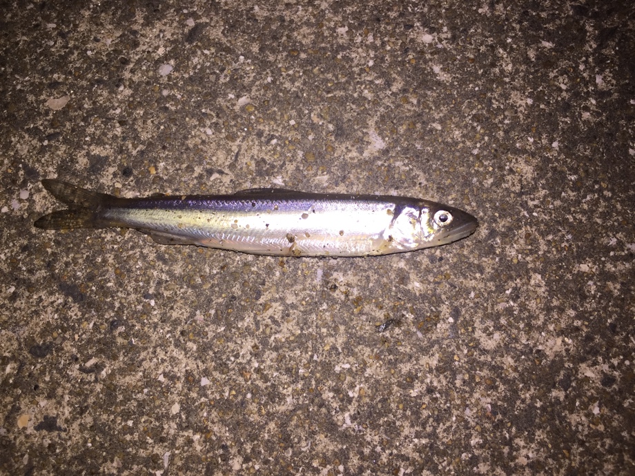 一魚一会 室見川 調査 釣査