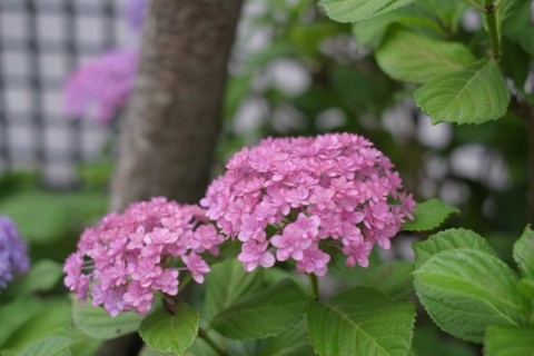 n8hm2no5tc5gg4gkaomk_480_480-bc90c846.jpg