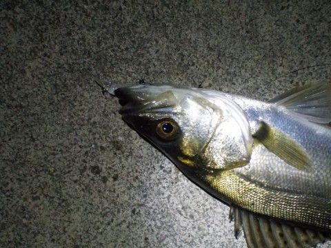 n8om772935yupa4dc8ao_480_480-25b78911.jpg