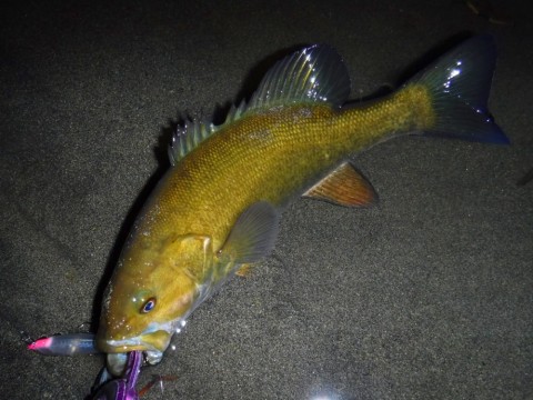n98rdk8978naoxjgso7y_480_480-ba6c180c.jpg