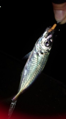 n9gw9j6kux3opzctvev6_518_920-ddbee0cc.jpg