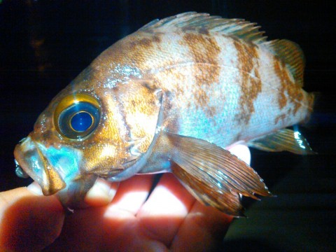 n9hrwhs3bmzkgfswo49r_920_690-57aeb033.jpg