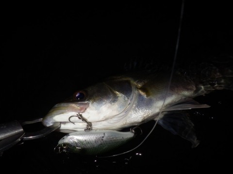 n9kg4gfdsj63knxjtcb5_480_480-b1b9951c.jpg