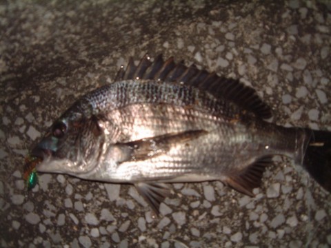 nLikaRiaBXRn3jatR3Td_480_480-df6b33f2.jpg