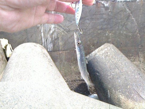 na42636tghwbk4omyg9o_480_480-6345399f.jpg
