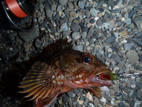 nai6p34i8avova6d9has_480_480-24a4ed4e.jpg