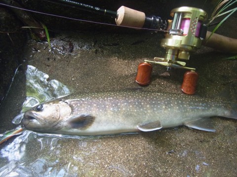 navjdayc7wwxvvpixwx9_480_480-741dfd77.jpg