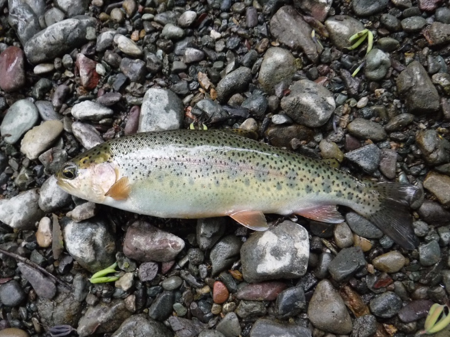 Enjoy Fishing 美瑛川のレインボー Enjoy Fishing 美瑛川のレインボー
