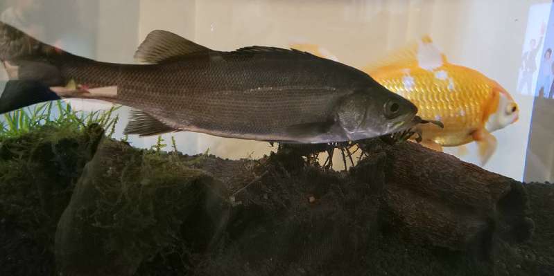 そくめんの釣行記 淡水でスズキの飼育