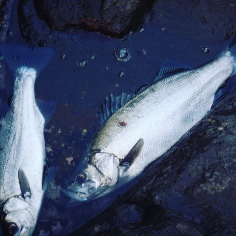nbx2kau2xtevonrbyihd_920_920-73f9f6a9.jpg