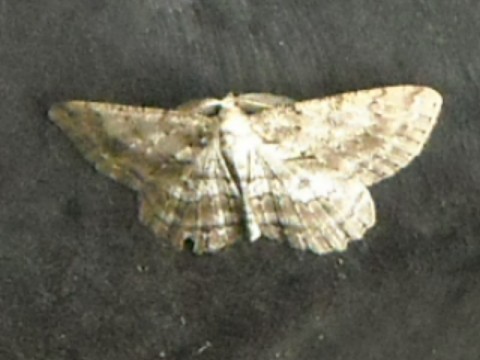 nc2yzf87igjhxaizh25t_480_480-09531046.jpg