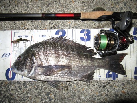 nc74ky9mfu54jcgby32a_480_480-7226994c.jpg