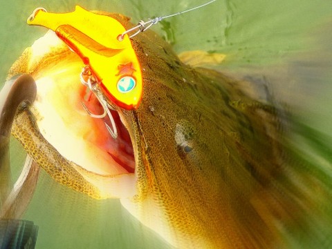 ncm38s5epnzxefc7zgxc_480_480-0f07df11.jpg