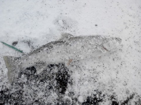 ncnazebgboj73nbtae5z_480_480-19a7cf06.jpg