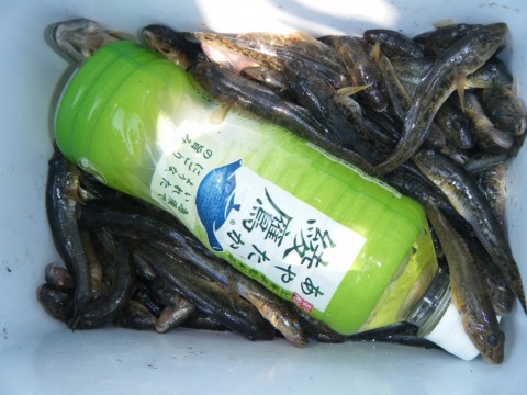 ndjfhtm3ay8nupvraxao_480_480-29152760.jpg