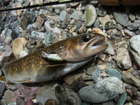ndrpj7n53566zkciy23i_480_480-8b6eeb44.jpg