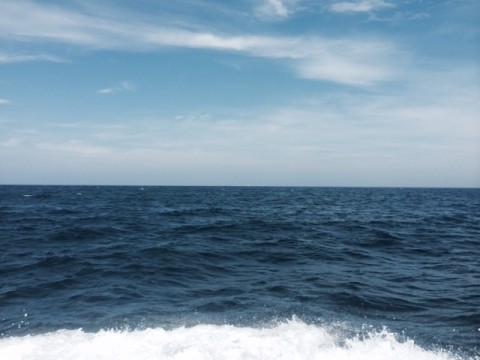 ne4pf4txbnhppo24tcmj_480_480-10b68617.jpg
