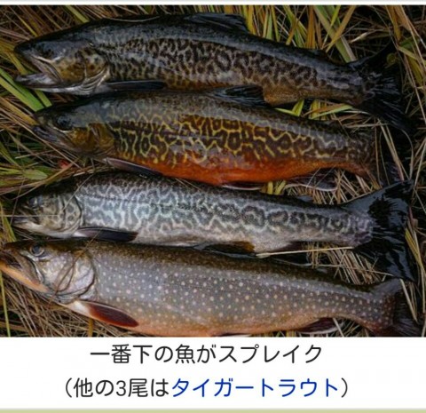 nek4ra9bnwd9x532wcmx_920_892-c8f9f594.jpg