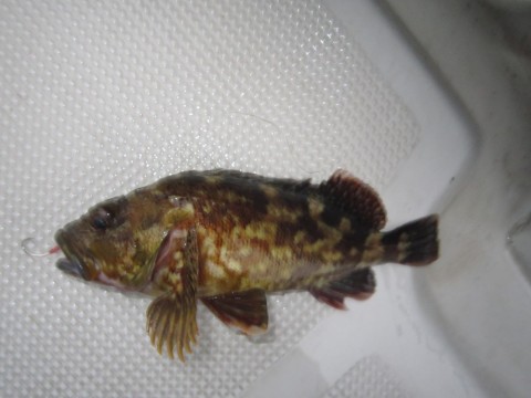 nekhopphzukms72sbhpf_480_480-ff69b402.jpg