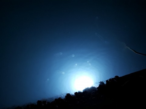 nenat4i8fokppaxtxdsk_480_480-066e8481.jpg