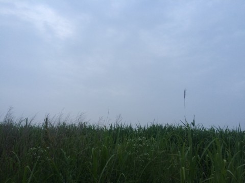 nerm8scpv2snu9eddv2x_480_480-fe60abcd.jpg