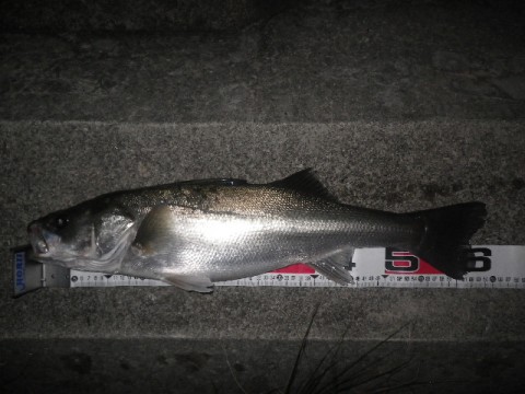 nesk87jovnur6uw5878t_480_480-b15d9ada.jpg