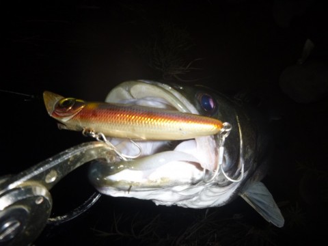 nfwbepkitms3jr6ur45f_480_480-21cb4f7e.jpg
