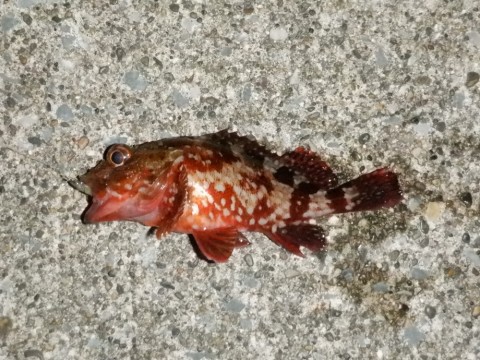 ngjjcde3kmkcswuatysr_480_480-ba017738.jpg