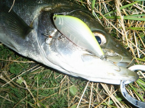 ngothtntuh5k35nprpz2_480_480-7d75d096.jpg