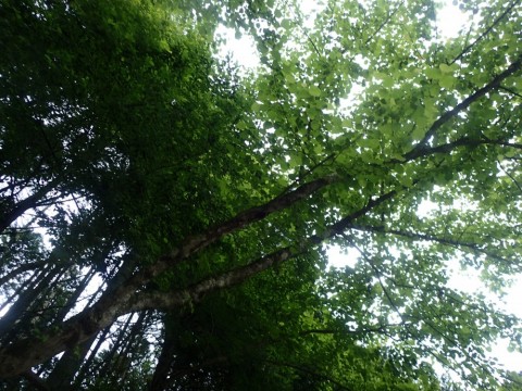 ngpjpkwzg9ipczuber7d_480_480-704f02ab.jpg