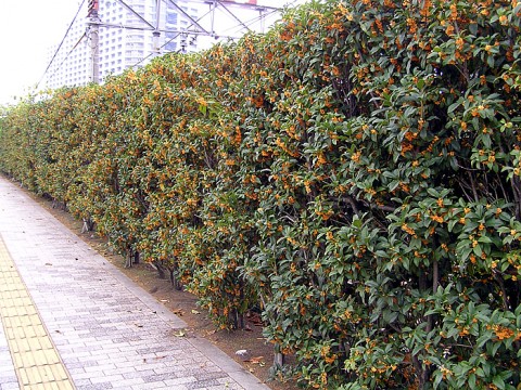 ngxmnan4r95vm5ussazu_480_480-2acd1820.jpg