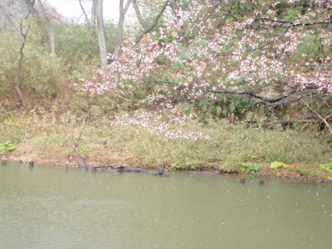 nhtoai5yexpxfj3mhobn_480_480-cb428e01.jpg