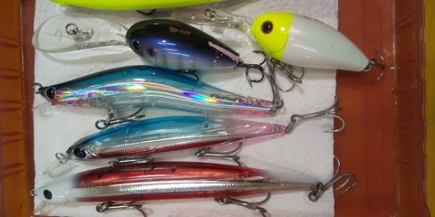 ni8952jpntn9zebf3sc8_480_480-1a459ec0.jpg
