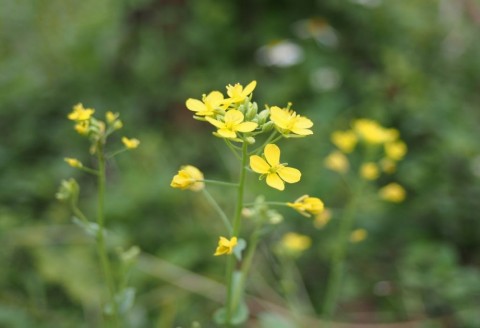 ni9khm3kuvgkpgsg8fhm_480_480-1dd05656.jpg