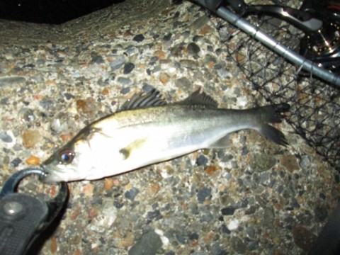 niabffokubbs9cjn8vew_480_480-8c89e917.jpg