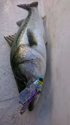 nieccnknakho8rkccwr4_480_480-997b2d9a.jpg