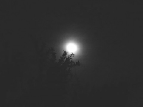 nihsvd8w3rx9wj8pdddy_480_480-1031b3bc.jpg